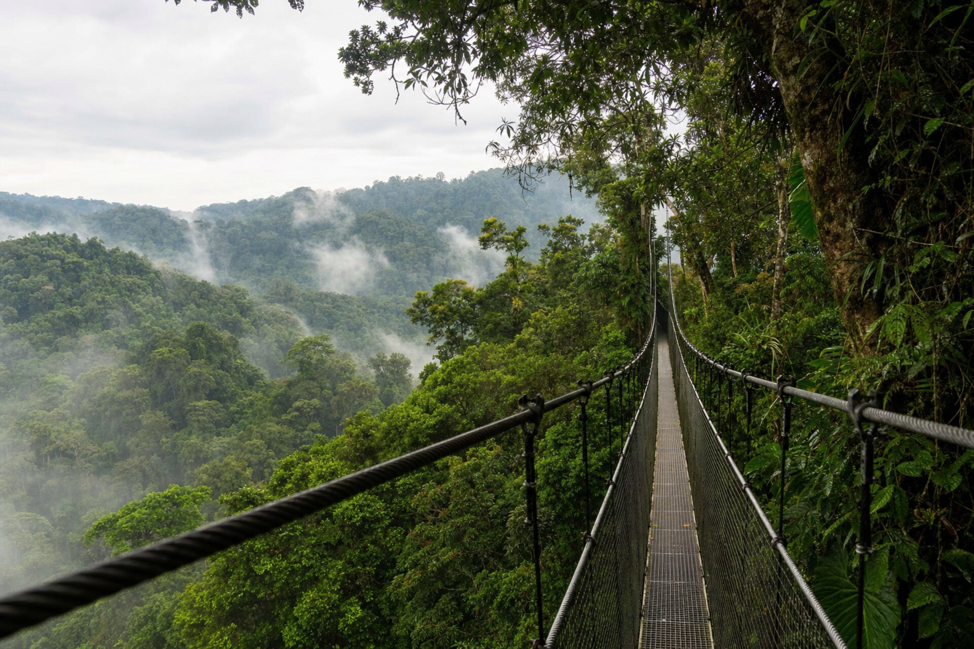 Nyungwe NP